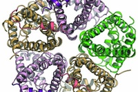 Discovery of New Dual Function of Transport Protein