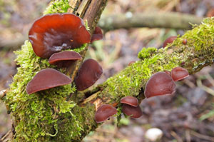 Fungal Cleaning Crew 