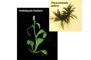 Model for Signaling in Plants 