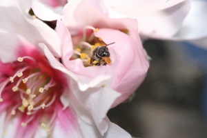Bees Can Be More Important Than Fertilizer 