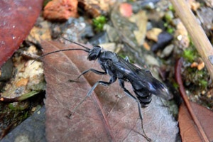 The Great Chinese Wall of Ants 