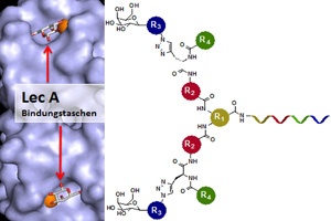 Sugar Protects Cells from Bacterial Invasion 