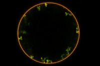 A Sweet Pathway into the Cell