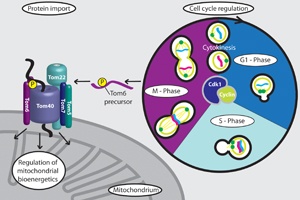 Energy for Cell Division