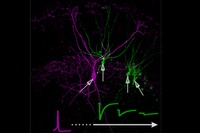 No More Neuronal Gibberish