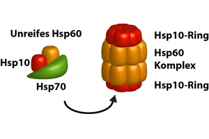  Molecular Chaperones Help with Folding