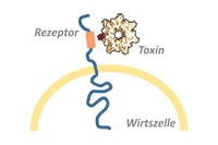Molecular Docking Site of a Bacterial Toxin Identified