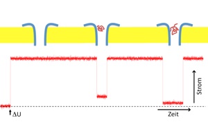 Bacterial Protein Serves as Sensor 