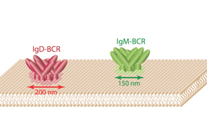 A glimpse into the nanoworld of lymphocyte cell membranes