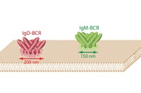 A glimpse into the nanoworld of lymphocyte cell membranes