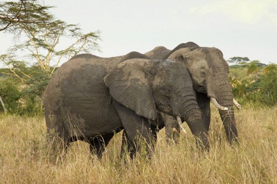 Elephant poaching in East Africa