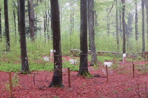 How a Forest Gets Its Nutrients