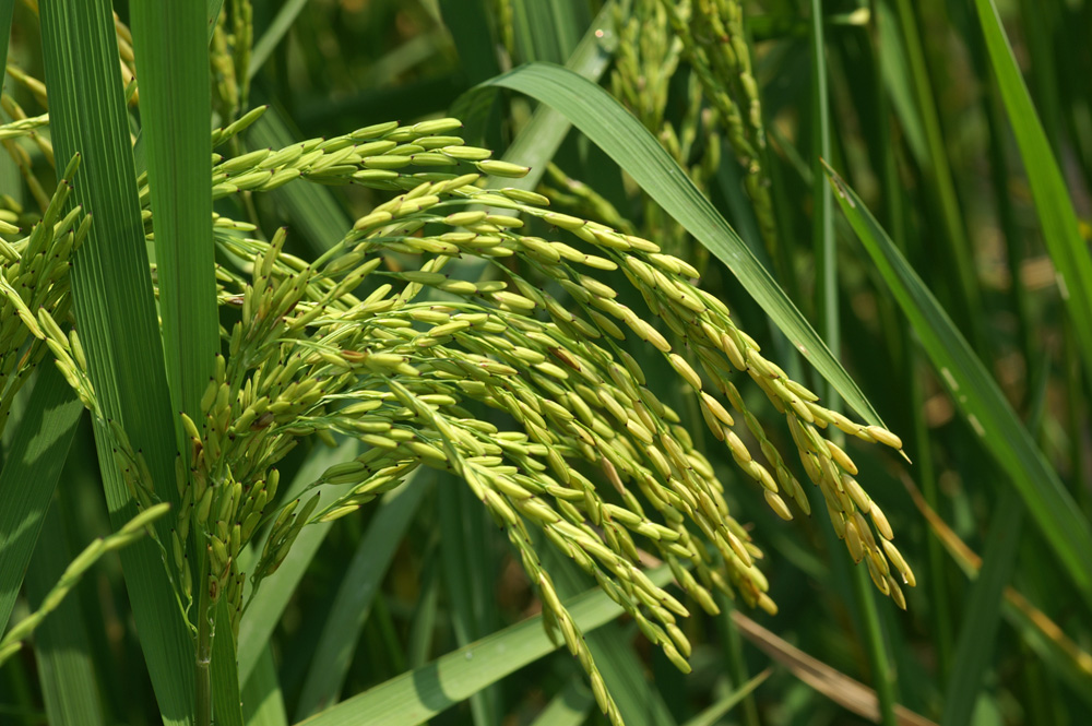 On the Path to Vitamin A in Rice