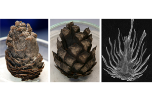  Conifer cones bear their ages well, and still move it 