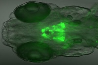 Sensory Stimuli Control Dopamine in the Brain