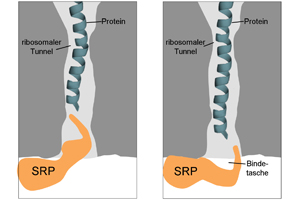 The role of the tunnel