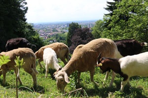 Press conference with sheep and goats