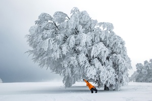 Dancing with the Tree