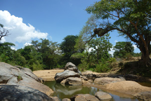 Relieving Kenyan forests from stress