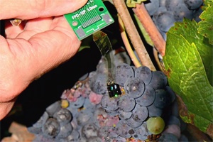 Using Light to Determine the Ripeness of Grapes