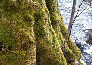 Moss detects Air Pollution