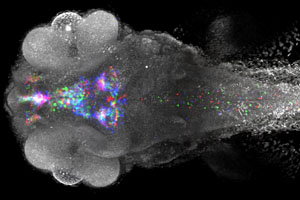 A Virtual Look at the Zebrafish Brain 