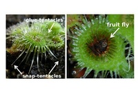 Carnivorous plant catapults prey with snap-tentacles