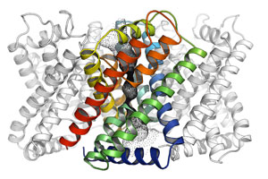 Tracing the Source of the Salmonella Infection