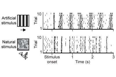  How Neural Circuits Implement Natural Vision 