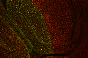 Freiburg Biologists Explain Function of Pentagone