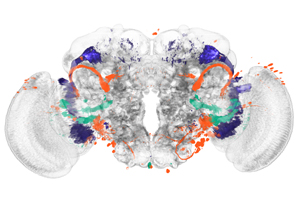 Identifying Brain Regions Automatically