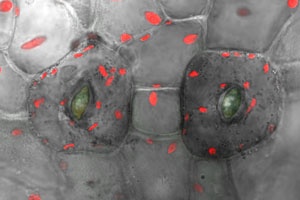 Biologists Discover Origin of Stomata