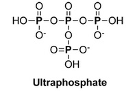 In Search of Ultraphosphates in Living Organisms 