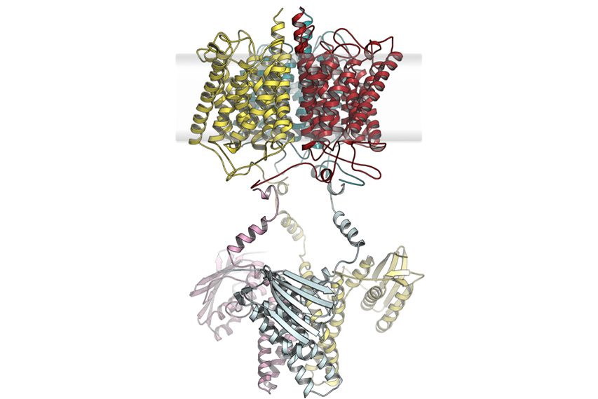 Microbial signal recognition stems from existing building blocks 