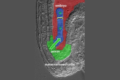 Mother-Child Communication in Plants