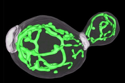 Nano-switches in the cell