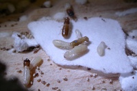 The Social Evolution of Termites