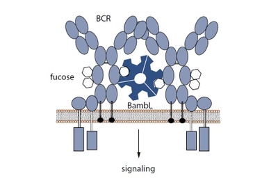 Binding with consequences