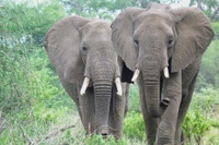 Factors associated with elephant poaching