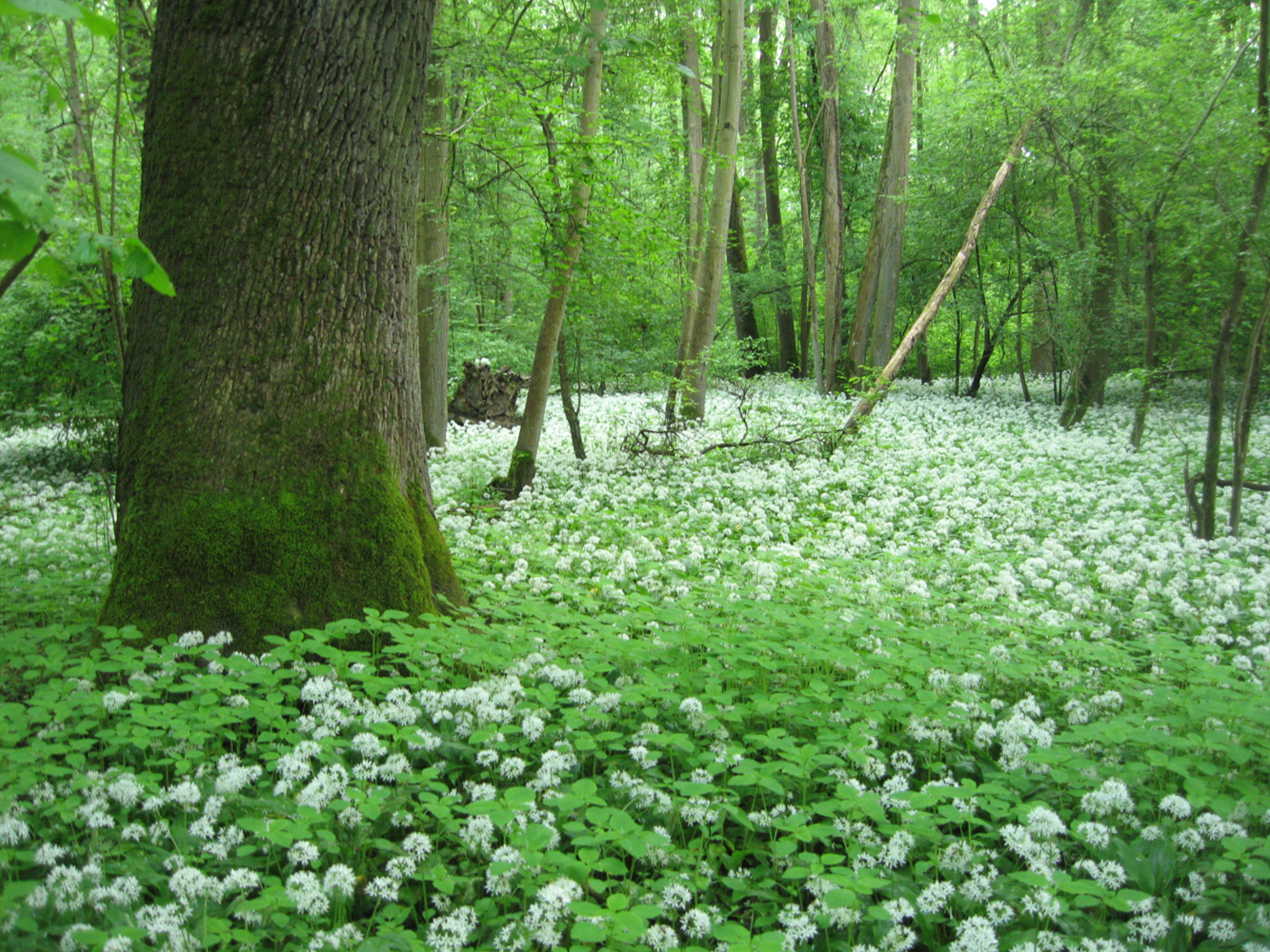 Floodplain forests under threat