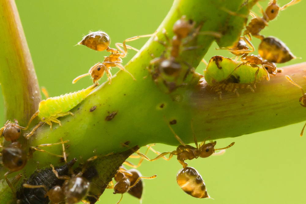 Insect food webs