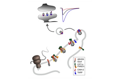 Receptor complexes on the assembly line 