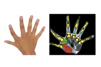Six fingers per hand