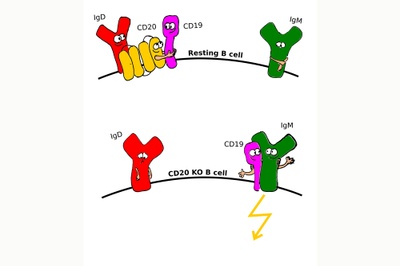 Anti-cancer drug’s mode of operation deciphered