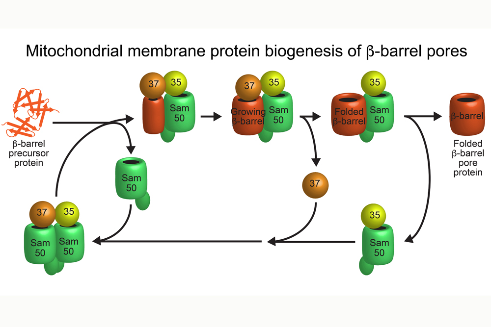 Basis for the essential cellular powerhouses