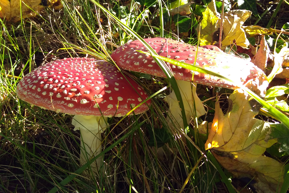The amazing genes of the fly agaric