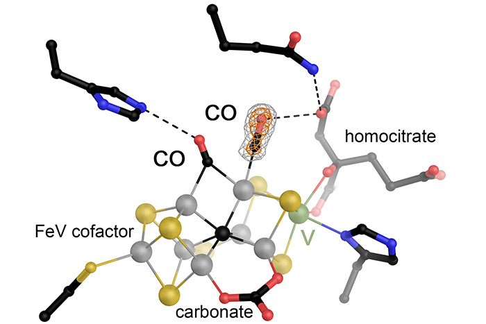 Binding of a second CO molecule observed 