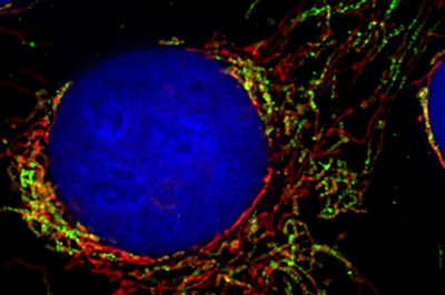 How cells control mitochondria