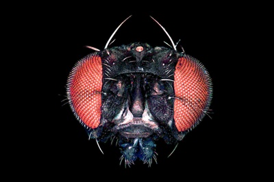 How insects detect color