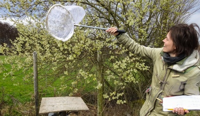 Semi-natural habitat patches complement flower strips in protecting pollinators